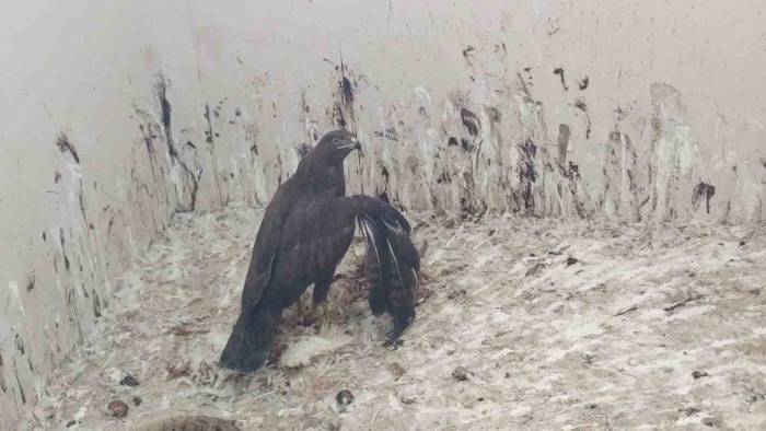 Uzmanından 3 Mart Dünya Yaban Hayatı Günü’ne İlişkin Açıklamalar