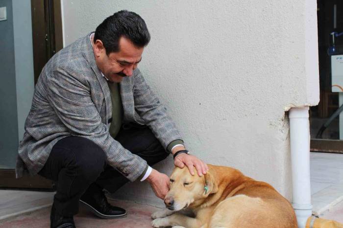 Pamukkale Adayı Ertemur, Sokak Hayvanları İçin 4 Proje Hazırladı