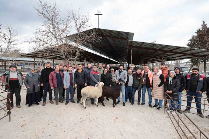 Denizli’de 321 Çiftçiye 600 Adet Damızlık Koç Ve Teke Hibe Desteği Başladı