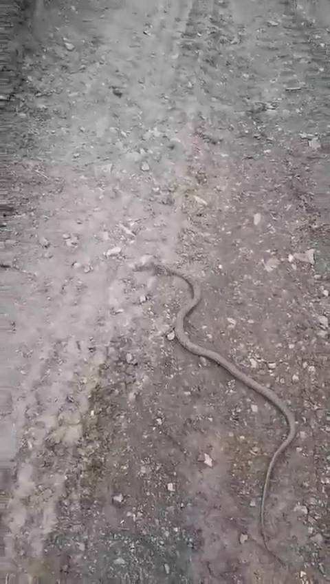 Elazığ’da Vatandaşın Yılanla Diyaloğu Gülümsetti