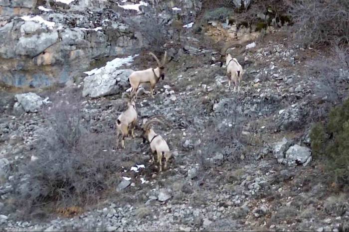 Gümüşhane’de Yaban Keçileri Ve Ayılar Dronla Görüntülendi