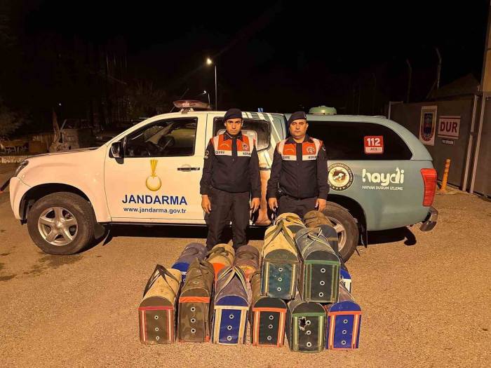 Manisa’da Horoz Dövüşüne Suçüstü