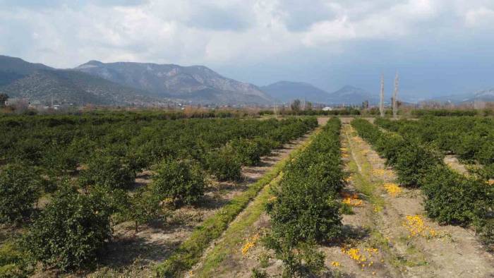 Adana’da Para Etmeyen Narenciye Bahçede Kaldı