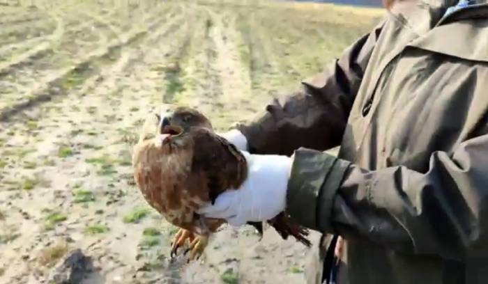 Aç Kaldığı İçin Halsiz Düşen Şahin Yeniden Kanat Çırptı