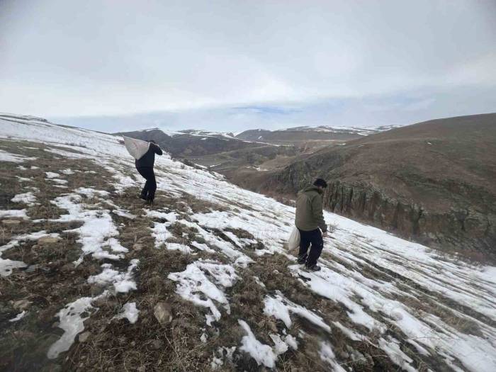 Kars’ta Yaban Hayvanları İçin Doğaya Yem Bırakıldı