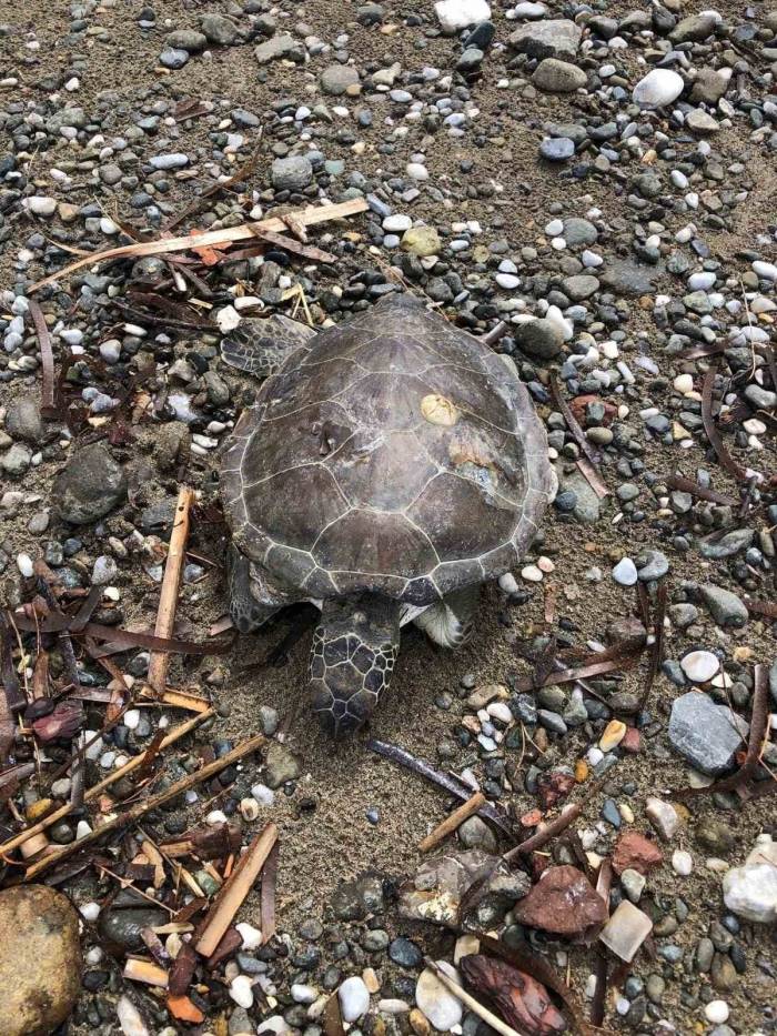 Marmaris Sahilinde Ölü Yavru Caretta Bulundu