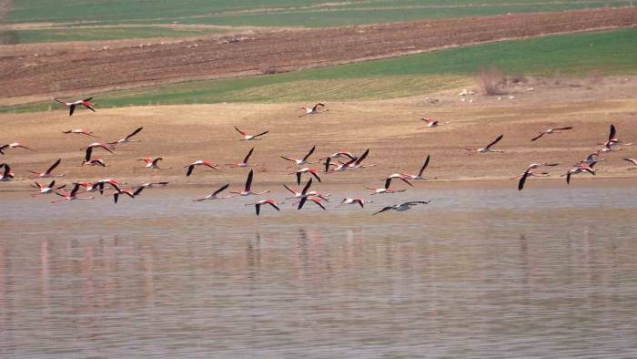 Flamingo Akını Bozkırı Renklendirdi