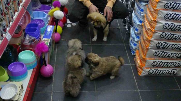 Kaçırılıp 500 Tl’ye Satıldı, Yavrularına Kavuştu