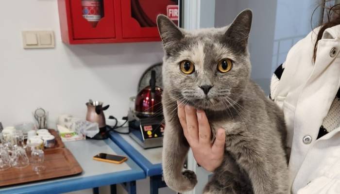 Çatıya Sıkışan Kediyi Personeller Kurtardı