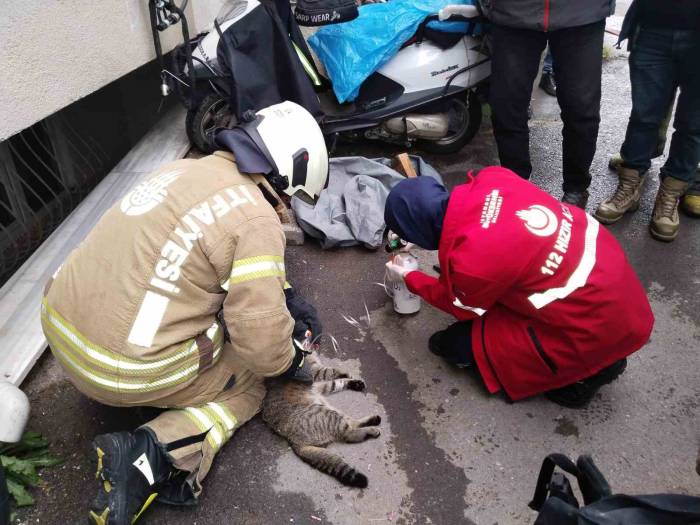 Maltepe’de Evde Çıkan Yangında Dumandan Etkilenen Kedi Kalp Masajıyla Kurtarıldı