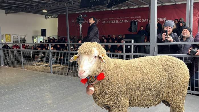 Merinos Koçu 150 Bin Liradan Satıldı