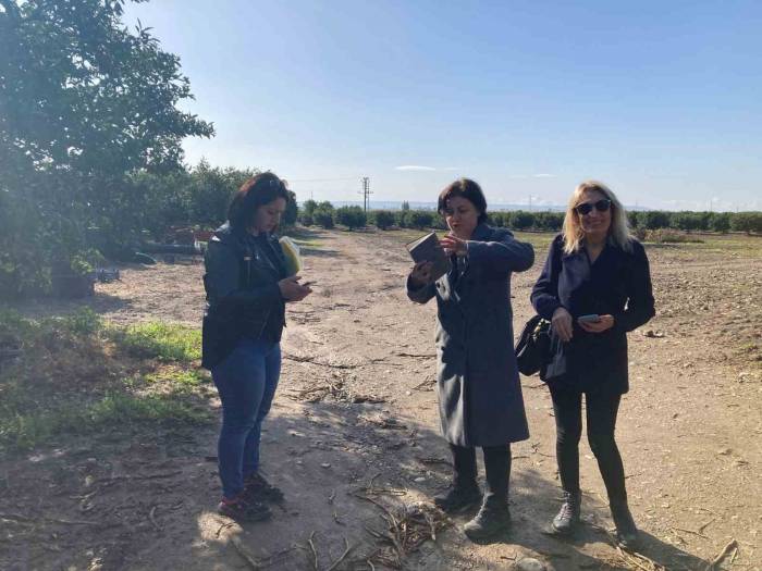 Aydın’da Narenciye Bahçeleri Tuzaklandı