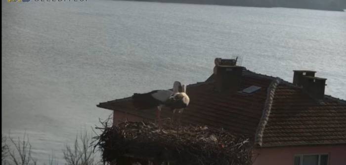Belgesellere Konu Olan Yaren’in Ardından Eşi Nazlı Da Balıkçı Adem Amca’nın Yanına Geldi