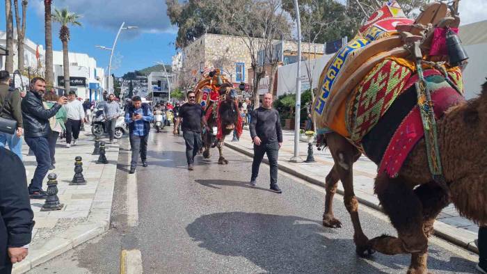 Bodrum’da Hafta Sonu Arenada Güreşecek Develer Meydana İndi