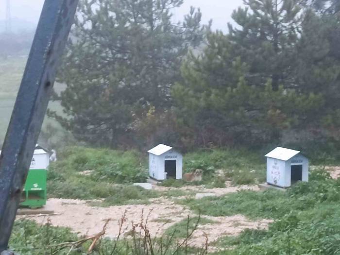 Köpekler Ölüyor, İnsanlar Korkuyor