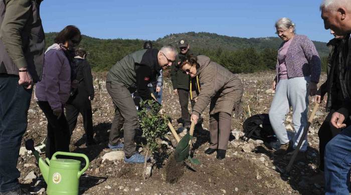 Ege’nin İncisi Çeşme’de 10 Hektarlık Alana Sakız Ağacı Dikildi