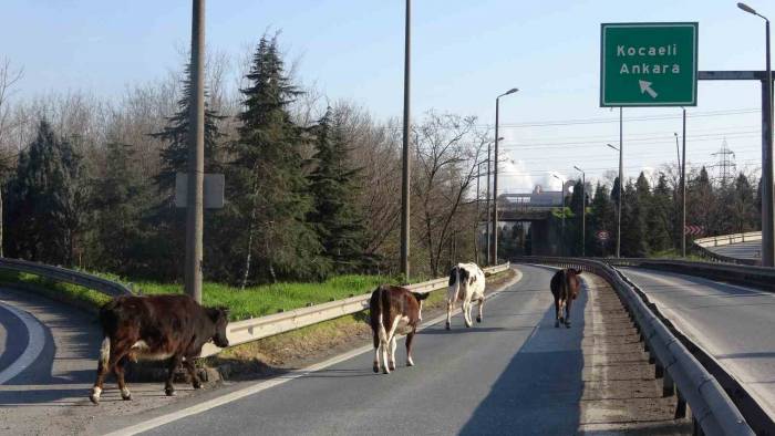 Tem Otoyoluna Giren Büyükbaşlar Ortalığı Birbirine Kattı