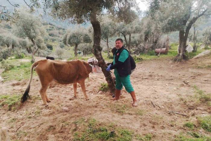 Söke’de Büyükbaş Hayvanların Aşılanması Devam Ediyor