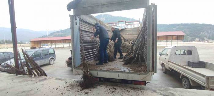 Osmaneli De Çiftçilere Ceviz Fidanı Dağıtımı Yapıldı