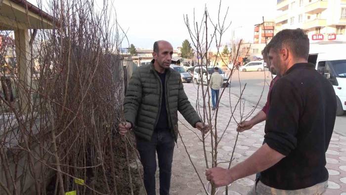 Siirt’te Yüzlerce Meyve Fidanı Toprakla Buluşmayı Bekliyor