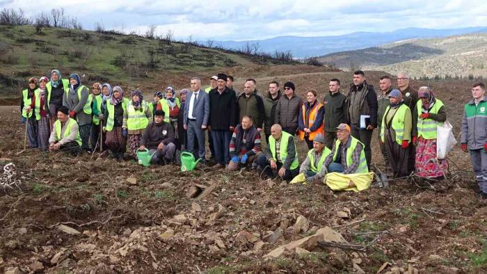 Tavşanlı’da Yanan Ormanlık Alanlar Tekrar Ağaçlandırılıyor