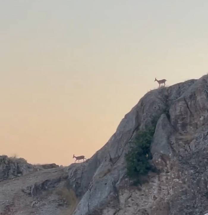 Dağ Keçileri Sürü Halinde Harput’ta Görüntülendi