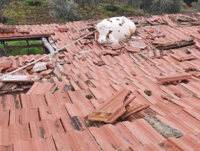 Çatıdan İnek Düştü