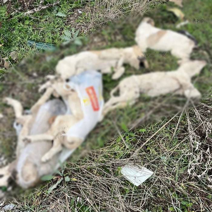 Söğüt’te Yolda Ölü Bulunan Köpekler Tepkiye Yol Açtı