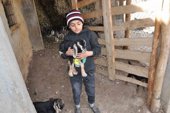 Köyünde Başka Çocuk Olmayan İsmail’in Tek Arkadaşı ’pamuk’ Adını Verdiği Oğlak Oldu