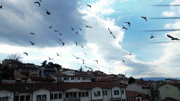 Güvercin Drona Çarptı