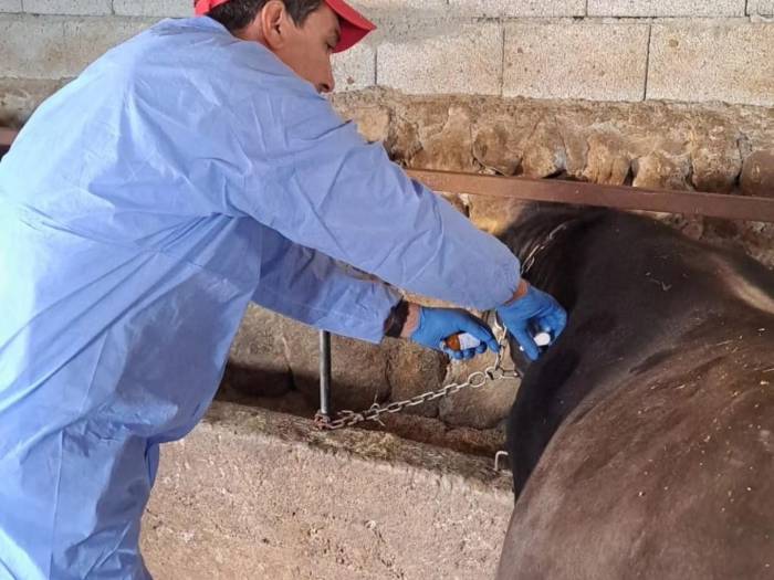 Bitlis’te Şap Aşısı Devam Ediyor