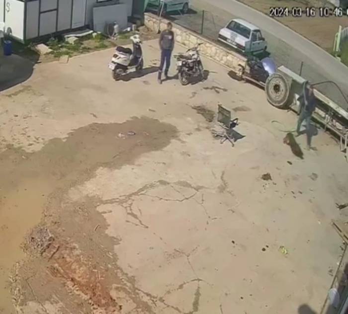 Köpeğe Saldırana Ev Hapsi, İzleyene Barınakta Çalışma Cezası Verildi