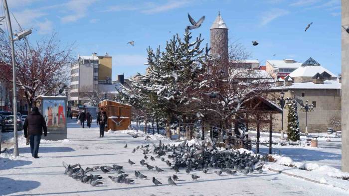 Aç Kalan Güvercinleri Esnaf Ve Vatandaş Besliyor