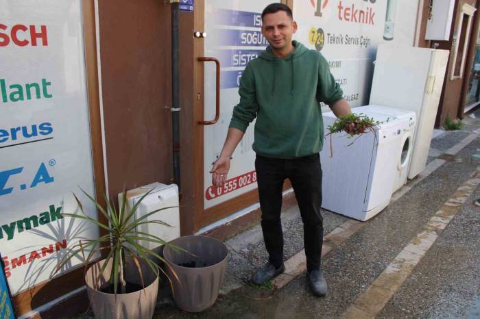 Saksıdaki Süs Bitkisini Kökleyip, Poşete Koyup Götürdü