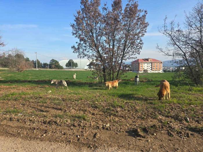 Bilecik’te Vatandaşlar Sürü Halindeki Köpeklerden Tedirgin