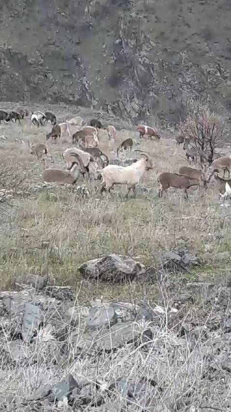 Elazığ’da Dağ Keçileri Görüldü