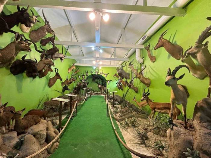 İstanbul’da Yaban Hayvanlarına Ait 396 Parça Tahnit Ele Geçirildi