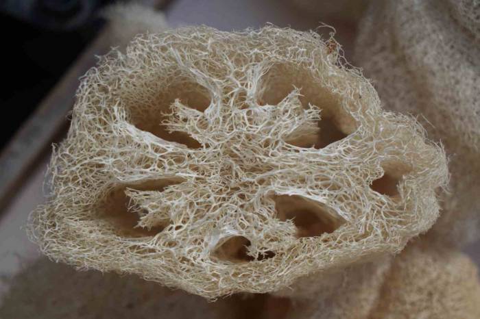 Selülit Düşmanı Kabak Lifi Hem Mutfakta Hem De Kişisel Bakımda Kadınların Gözdesi