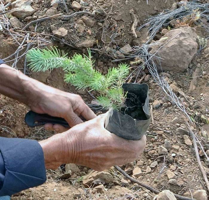 21 Mart’ta Muğla Ve Aydın’da 50 Bin Fidan Toprakla Buluşacak