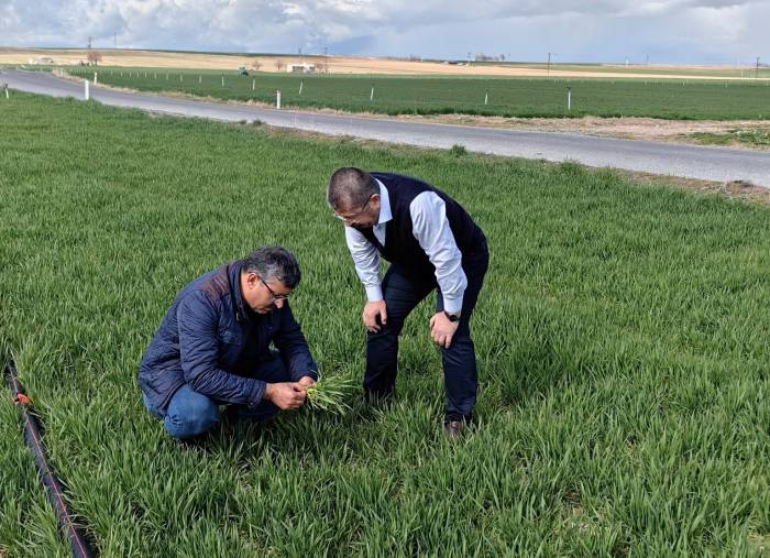 Konya’da Hububat Ekim Alanlarındaki Bitki Gelişimleri İncelendi