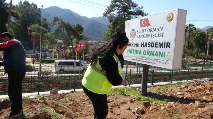 Marmaris’te Binlerce Fidan Toprakla Buluştu