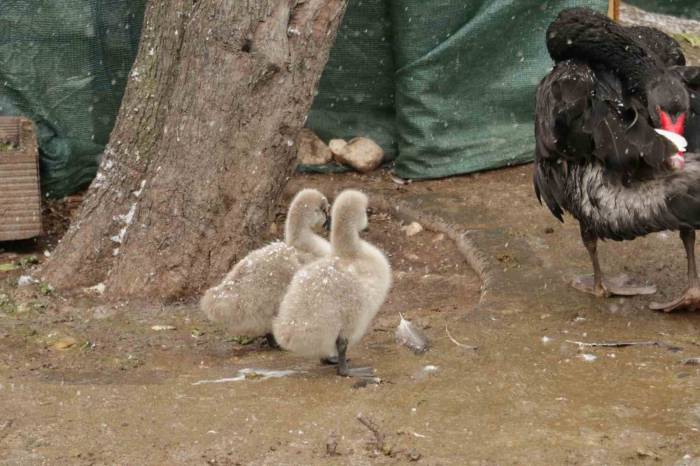 Kuğulu Park’ın Yeni Yavruları Kar Altında Görüntülendi