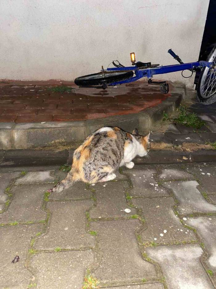 Anne Kedinin Kuyruğunu Kestiler, Yavrularını Öldürdüler