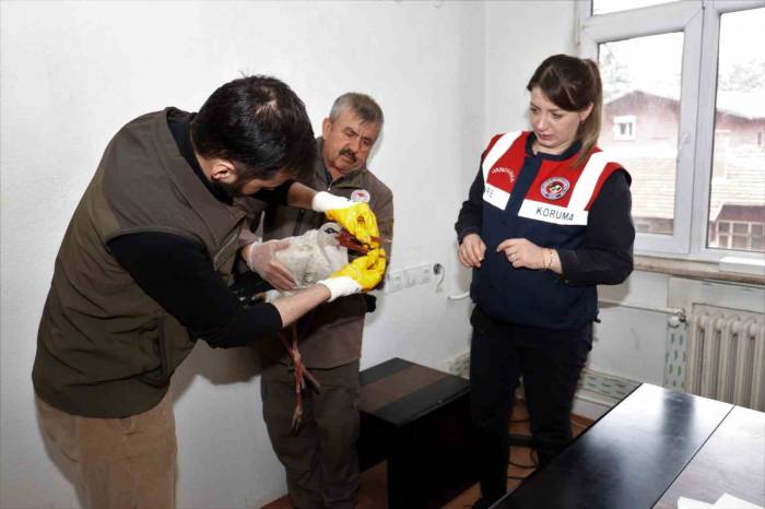 Isparta’da Bulunan Yaralı Leylek Ekipler Tarafından Kurtarıldı