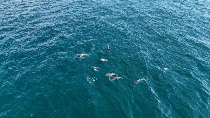 İstanbul’da Yunus Akını Havadan Görüntülendi