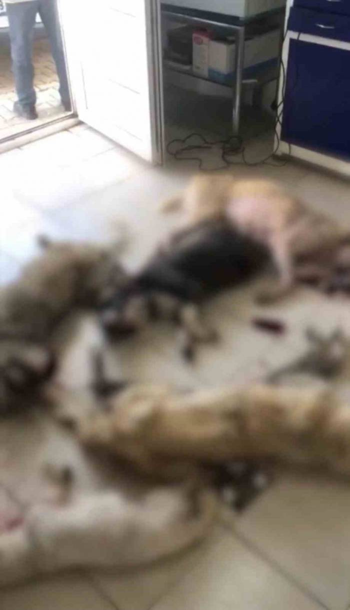 İzmir’de Onlarca Köpek Katledildi