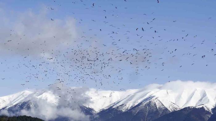 Uludağ’ın Eteklerinde Leyleklerin Dansı Böyle Görüntülendi