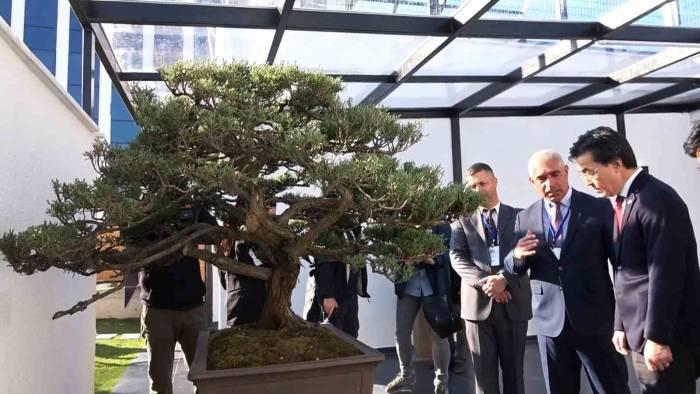 Türkiye’nin İlk, Avrupa’nın En Büyük Bonsai Müzesi Yalova’da Açıldı