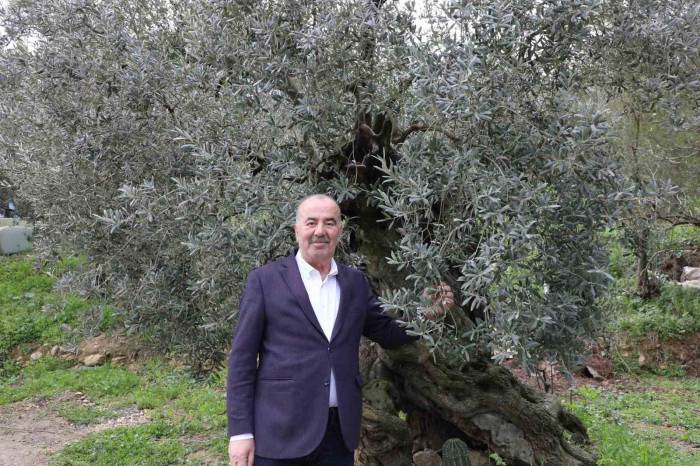 Tirilye Zeytini İçin Coğrafi İşaret Başvurusu