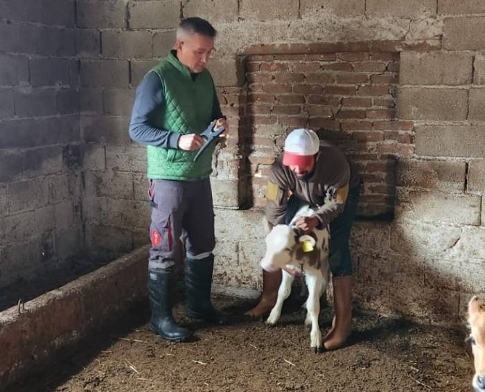 Söke’de Büyükbaş Hayvanların Aşılanması Devam Ediyor